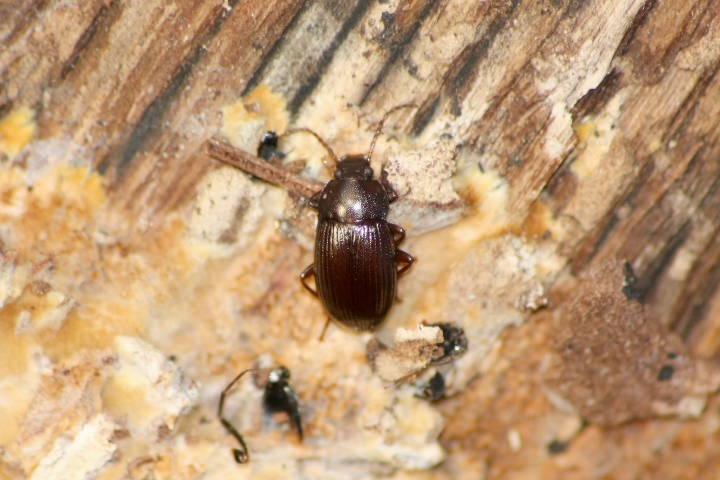 Corticicoli: cfr  Cardiophorus sp. e Catomus rotundicollis